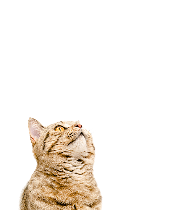 chat