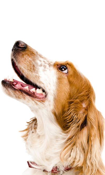 chien
